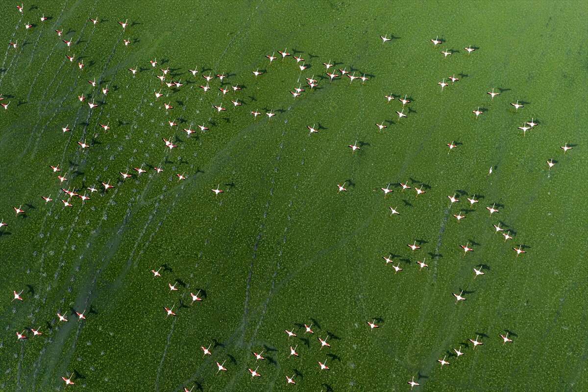 Konya’da kuruyan göl yeniden canlandı, flamingolar geri döndü 3